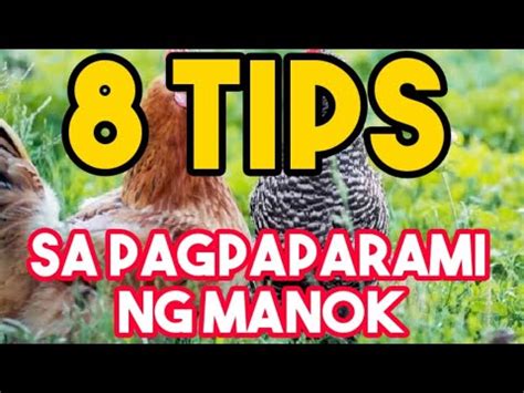 manok breed|8 TIPS SA PAGPAPARAMI NG MANOK/BREEDING .